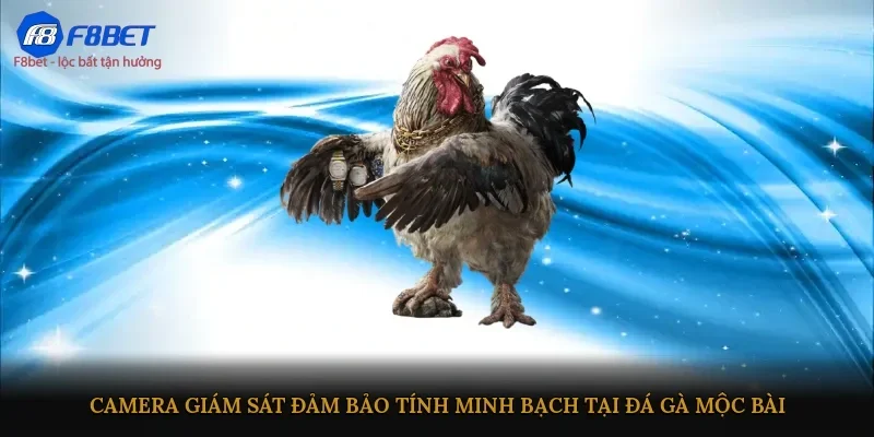 Camera giám sát đảm bảo tính minh bạch tại đá gà Mộc Bài